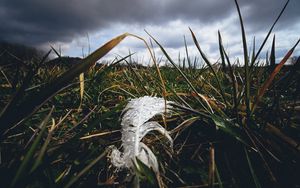 Preview wallpaper feather, drops, moisture, grass, macro