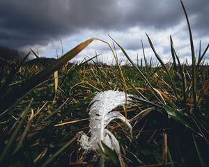 Preview wallpaper feather, drops, moisture, grass, macro