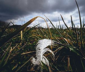 Preview wallpaper feather, drops, moisture, grass, macro