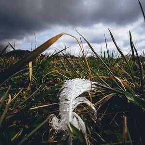 Preview wallpaper feather, drops, moisture, grass, macro