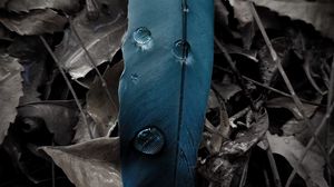 Preview wallpaper feather, drops, water, leaves, dry, macro