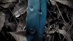 Preview wallpaper feather, drops, water, leaves, dry, macro