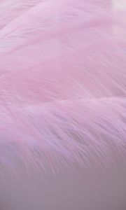 Preview wallpaper feather, fluff, macro, purple