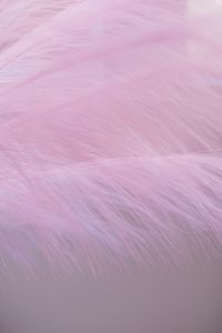 Preview wallpaper feather, fluff, macro, purple