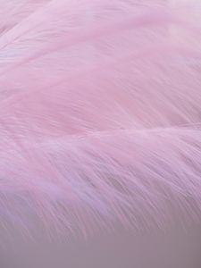 Preview wallpaper feather, fluff, macro, purple