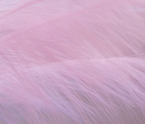 Preview wallpaper feather, fluff, macro, purple