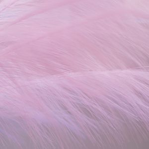 Preview wallpaper feather, fluff, macro, purple