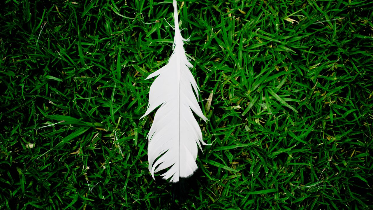 Wallpaper feather, grass, green, white, lightness