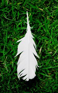 Preview wallpaper feather, grass, green, white, lightness