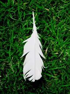Preview wallpaper feather, grass, green, white, lightness