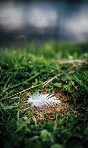 Preview wallpaper feather, grass, greenery, macro