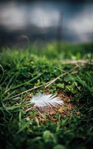 Preview wallpaper feather, grass, greenery, macro