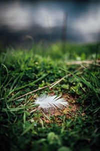 Preview wallpaper feather, grass, greenery, macro