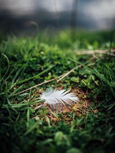 Preview wallpaper feather, grass, greenery, macro