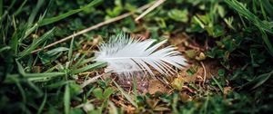 Preview wallpaper feather, grass, greenery, macro