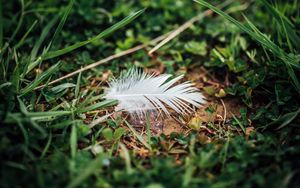 Preview wallpaper feather, grass, greenery, macro