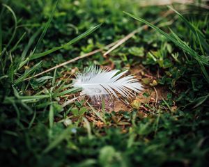 Preview wallpaper feather, grass, greenery, macro