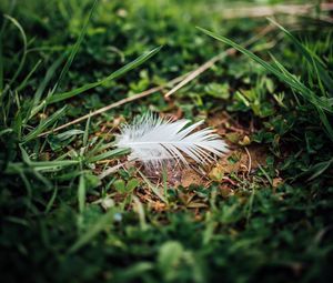 Preview wallpaper feather, grass, greenery, macro