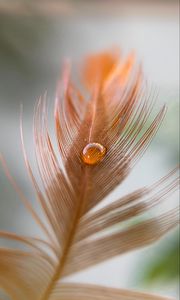 Preview wallpaper feather, kalya, macro