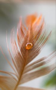 Preview wallpaper feather, kalya, macro