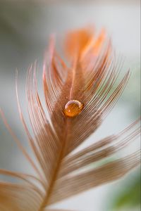 Preview wallpaper feather, kalya, macro