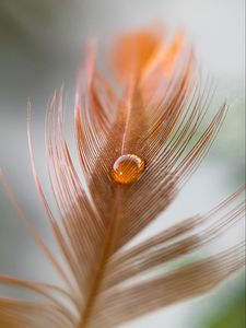 Preview wallpaper feather, kalya, macro