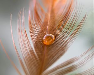 Preview wallpaper feather, kalya, macro