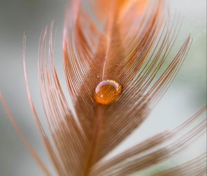 Preview wallpaper feather, kalya, macro