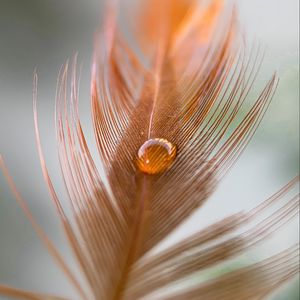 Preview wallpaper feather, kalya, macro