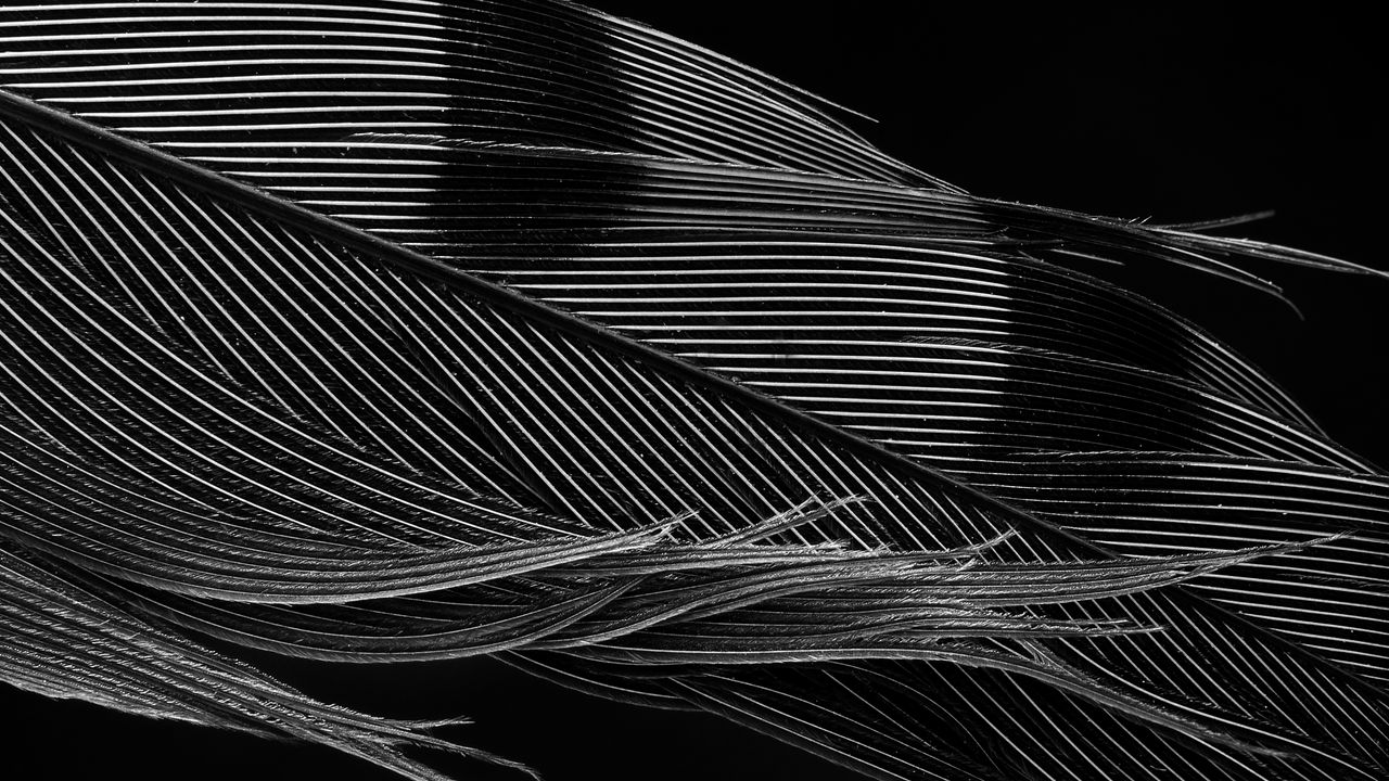 Wallpaper feather, macro, black and white