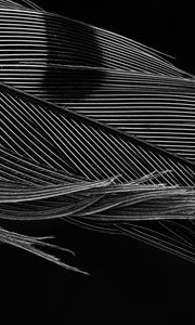 Preview wallpaper feather, macro, black and white