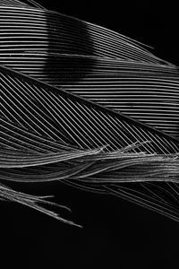 Preview wallpaper feather, macro, black and white