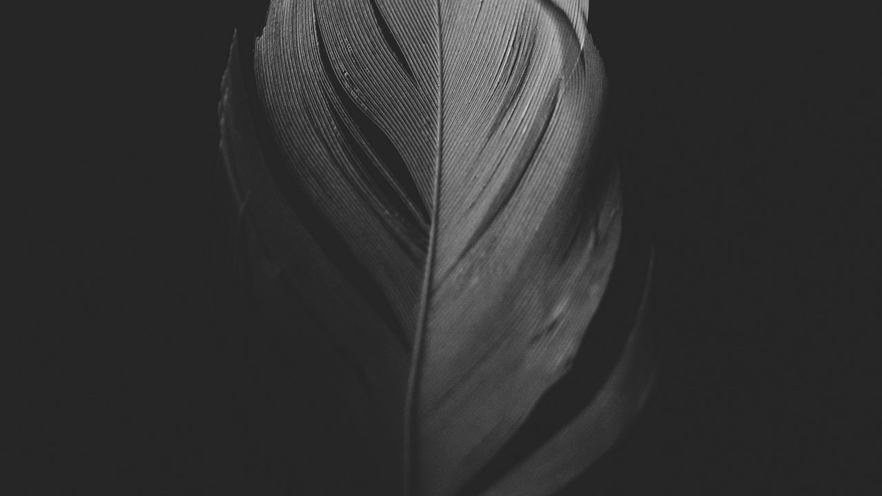 Wallpaper feather, macro, bw, dark