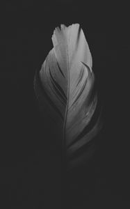 Preview wallpaper feather, macro, bw, dark