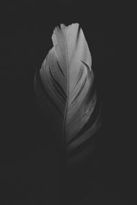 Preview wallpaper feather, macro, bw, dark