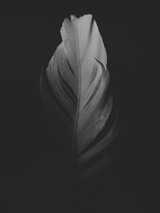 Preview wallpaper feather, macro, bw, dark