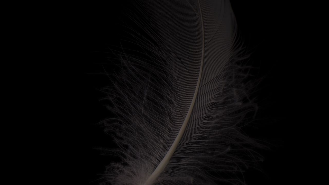 Wallpaper feather, macro, bw, gray