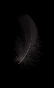 Preview wallpaper feather, macro, bw, gray