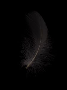 Preview wallpaper feather, macro, bw, gray