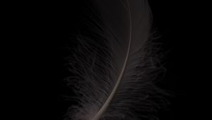 Preview wallpaper feather, macro, bw, gray
