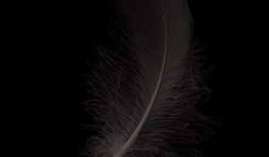 Preview wallpaper feather, macro, bw, gray