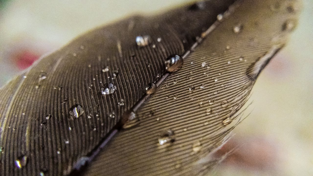 Wallpaper feather, macro, drops, water