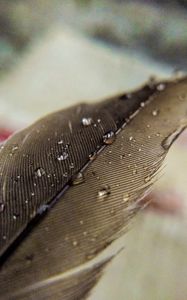 Preview wallpaper feather, macro, drops, water