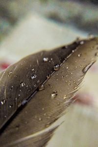 Preview wallpaper feather, macro, drops, water