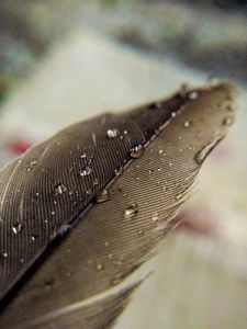 Preview wallpaper feather, macro, drops, water