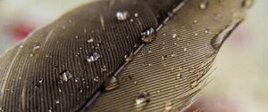 Preview wallpaper feather, macro, drops, water
