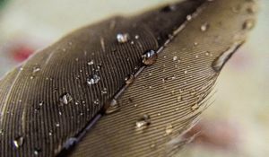 Preview wallpaper feather, macro, drops, water