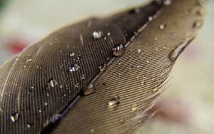 Preview wallpaper feather, macro, drops, water