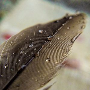 Preview wallpaper feather, macro, drops, water