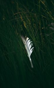 Preview wallpaper feather, macro, grass, green